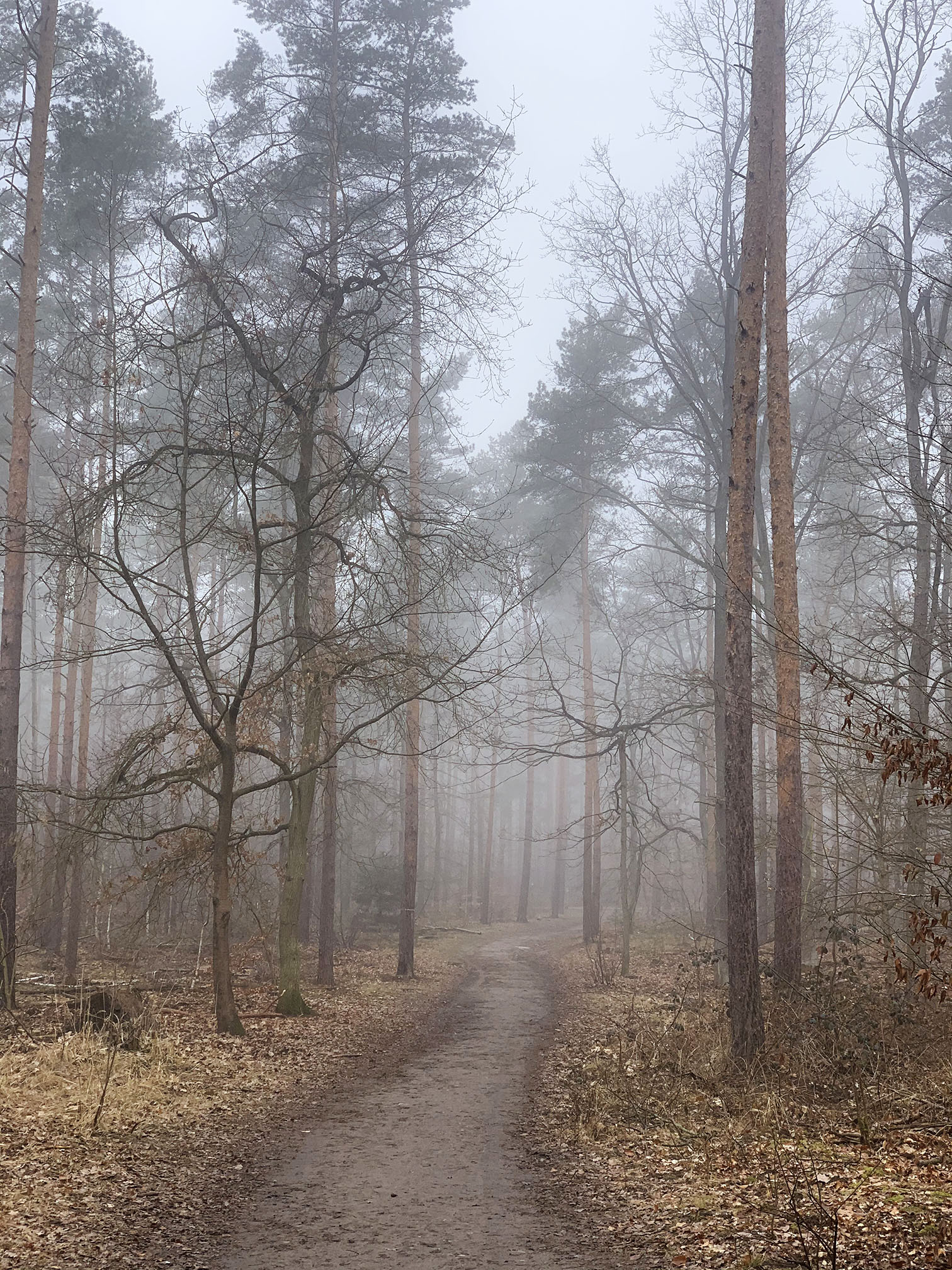 into the woods - dogwalking berlin
